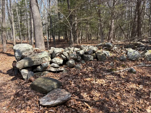 a view of a tree with some trees