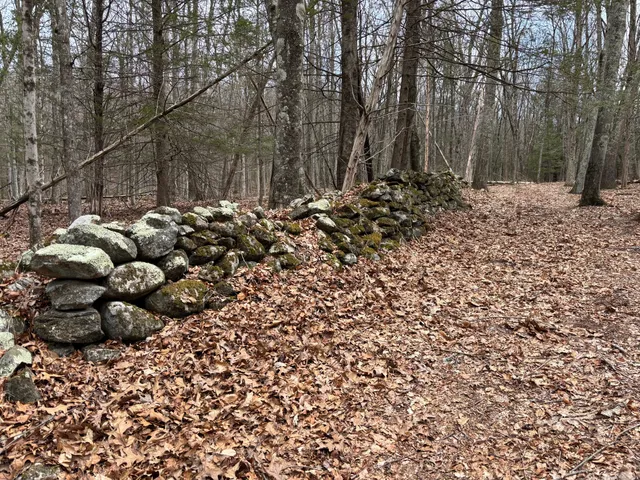 a view of a bunch of trees with plants