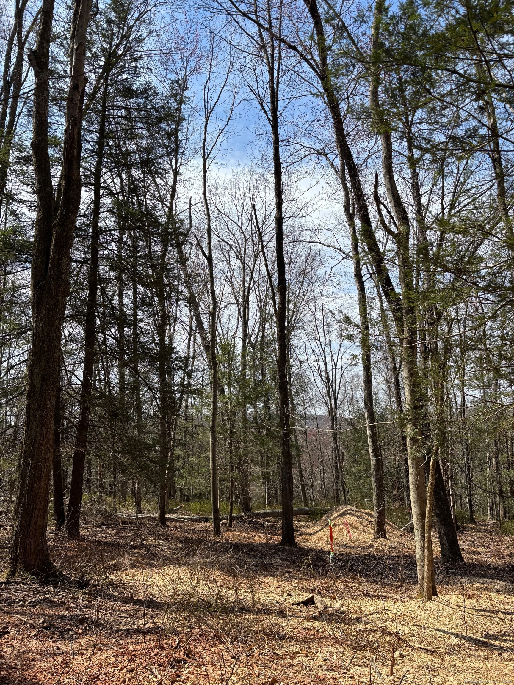 Lot 4 Chalybes Road West Roxbury, CT 06783 - Photo 9 of 11 a backyard of a house with lots of trees