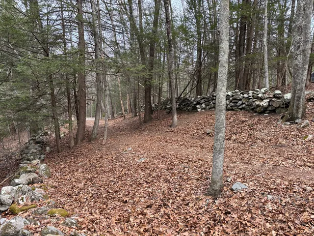 a view of a forest with trees