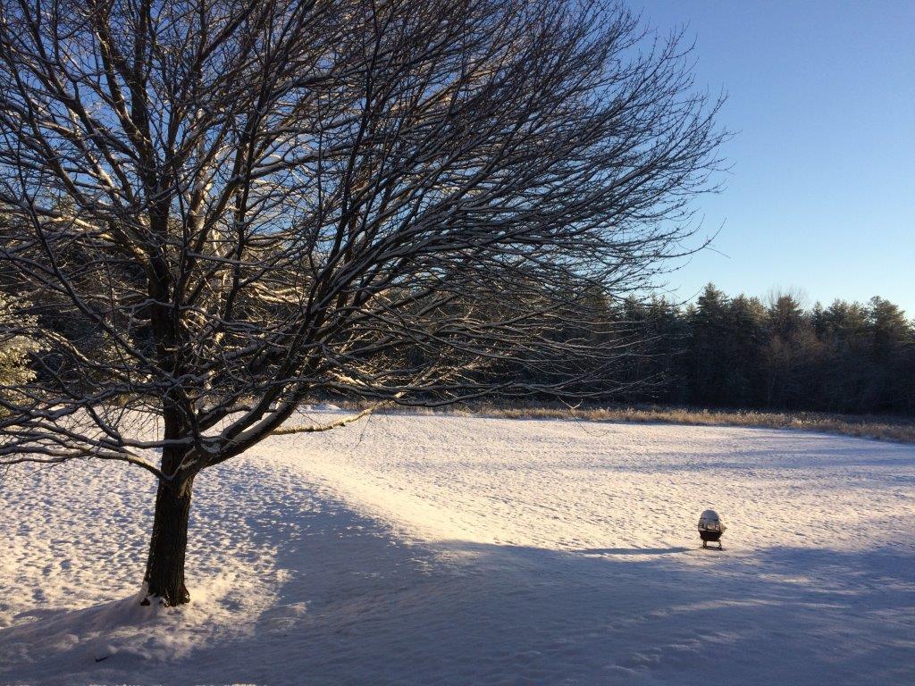 188 Brackett Road Gorham, ME 04038 - Photo 29 of 31 tree.5.winter next day