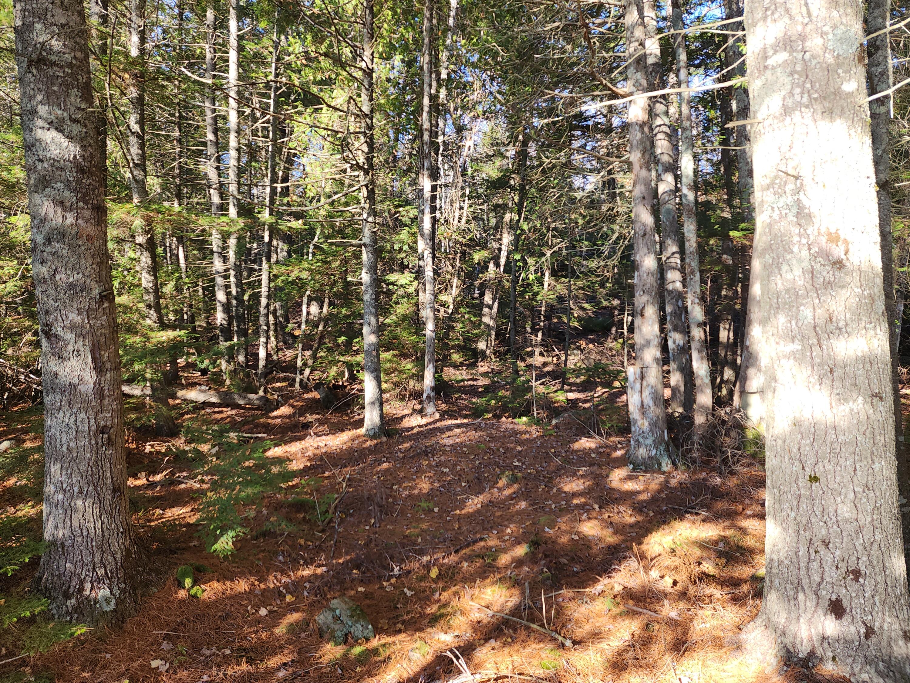 0 Patrick Lake Road East Machias, ME 04630 - Photo 3 of 8 20231102_143015