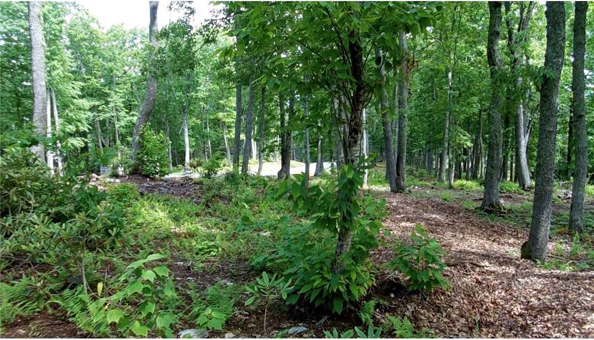 Lot 20 Boulder Cay Road Boone, NC 28607 - Photo 17 of 25 a view of a lush green forest