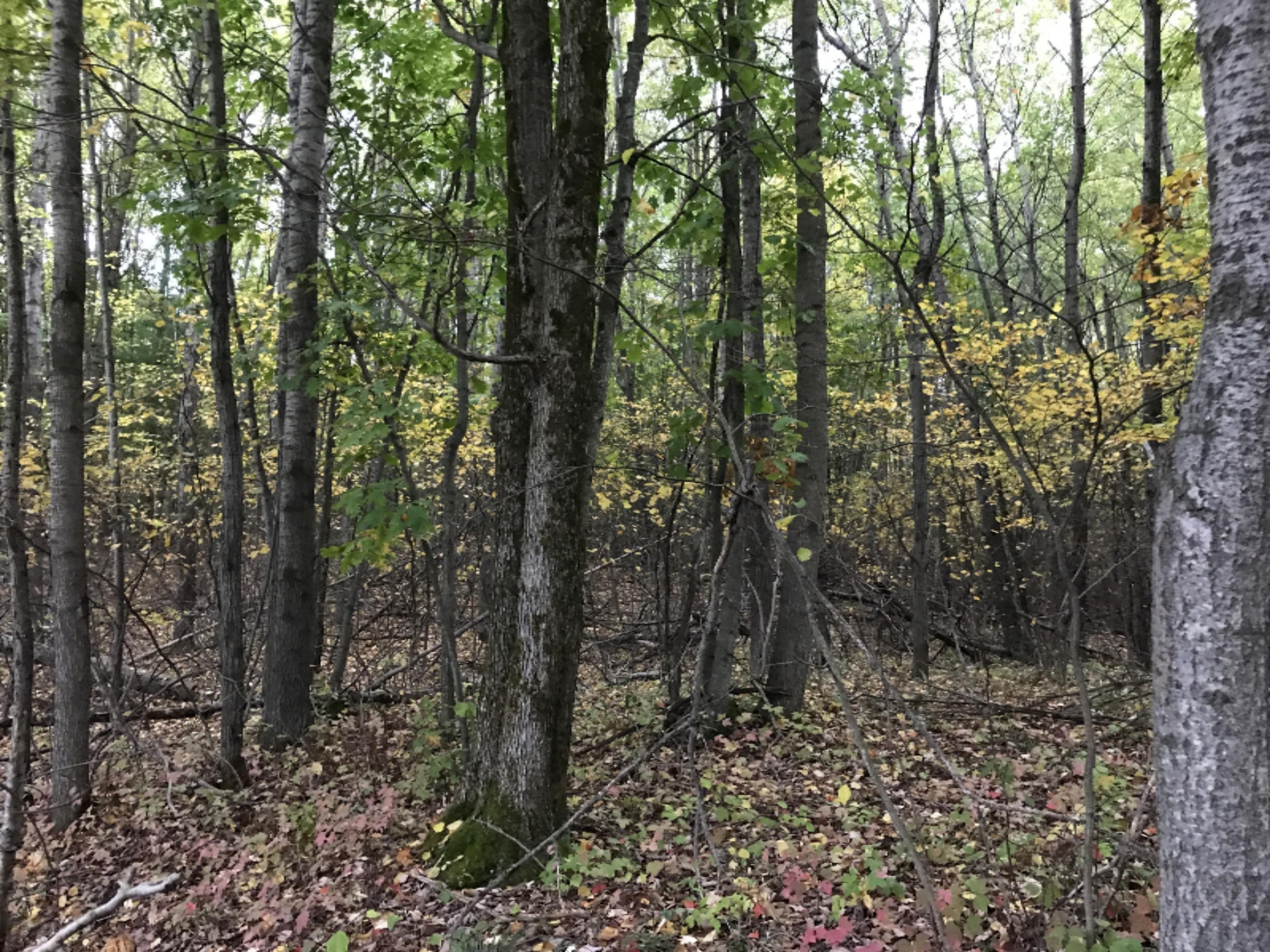 McCleary 10 Acres (2)