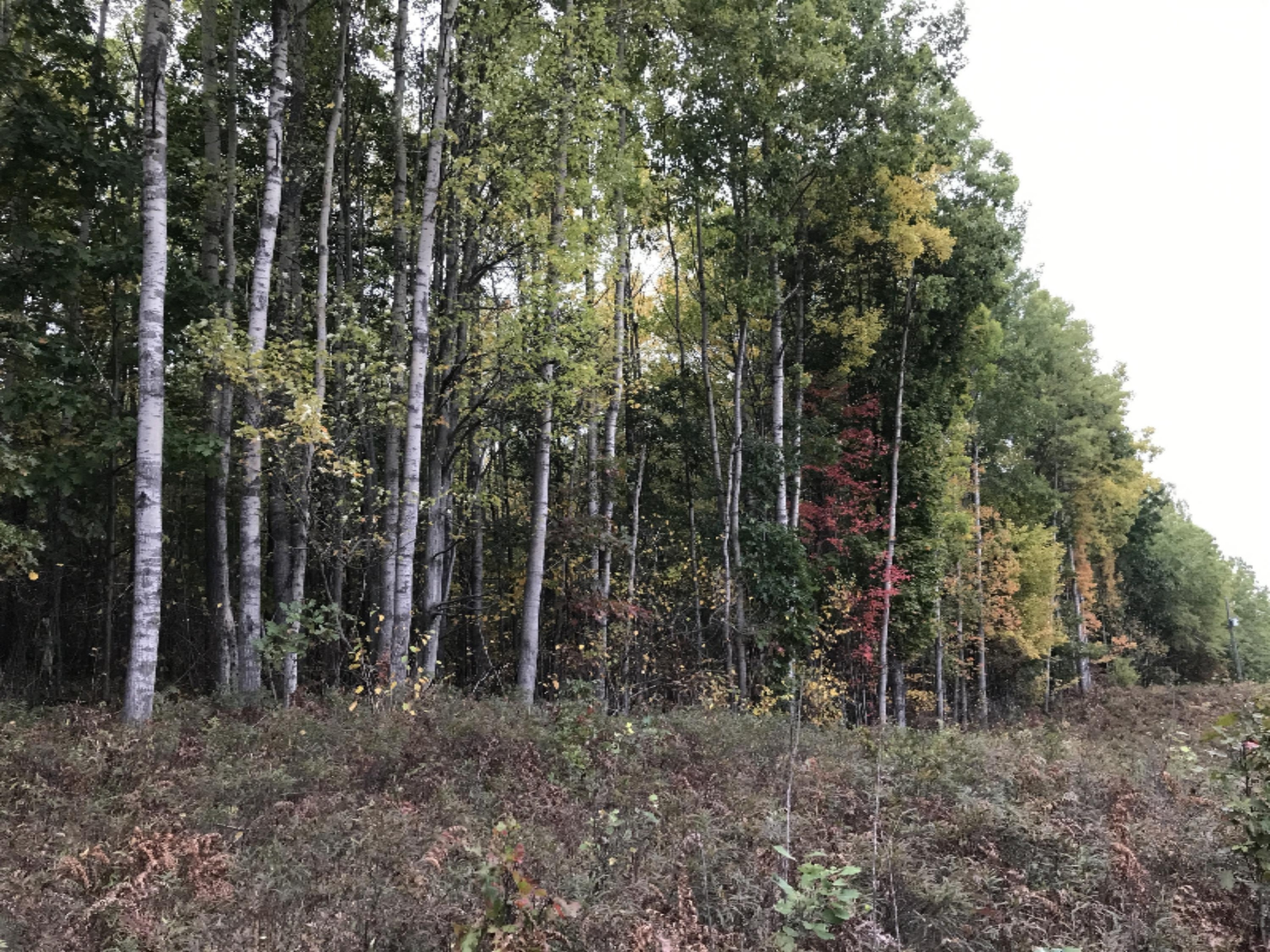 0 North State Road Chase, MI 49623 - Photo 3 of 6 McCleary 10 Acres (5)