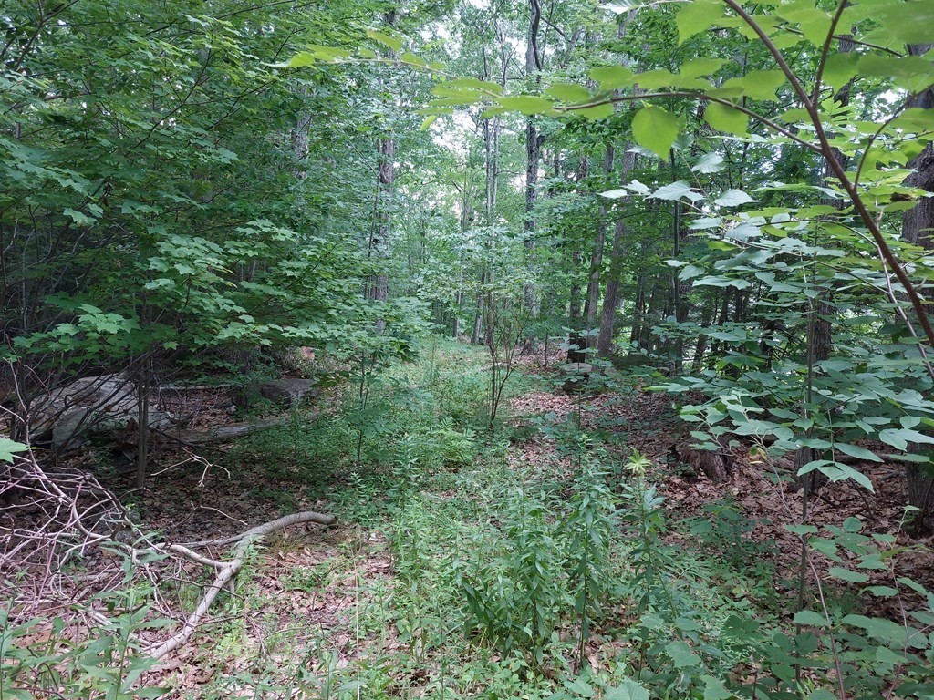 65 North Common Road Westminster, MA 01473 - Photo 1 of 10 a view of a forest with lots of trees