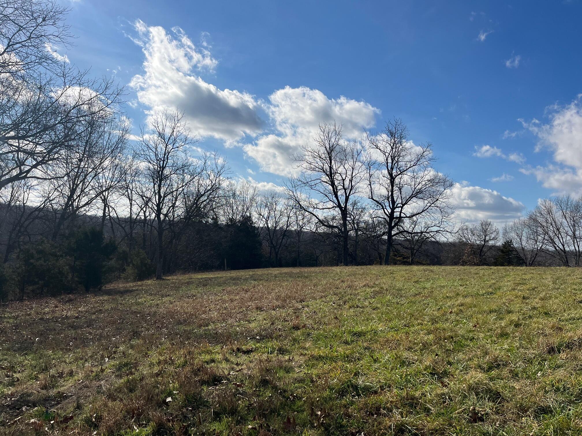 615 Thomas Hollow Road Exeter, MO 65647 - Photo 53 of 82 Cleared land for building