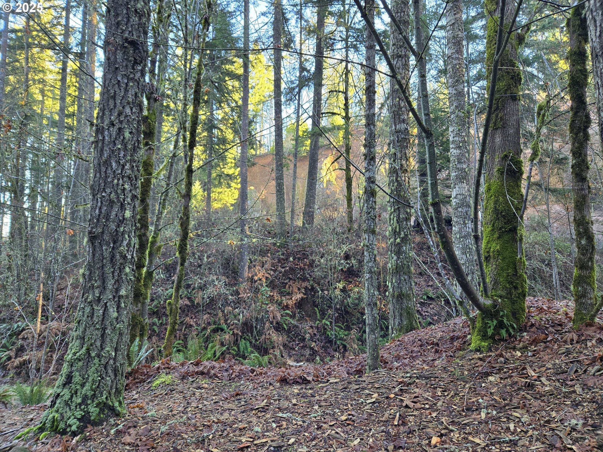 Northwest Ranch Drive Banks, OR 97106 - Photo 4 of 9 a view of forest