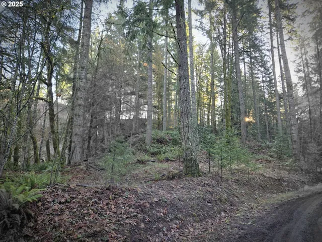 a view of a forest with trees in the background