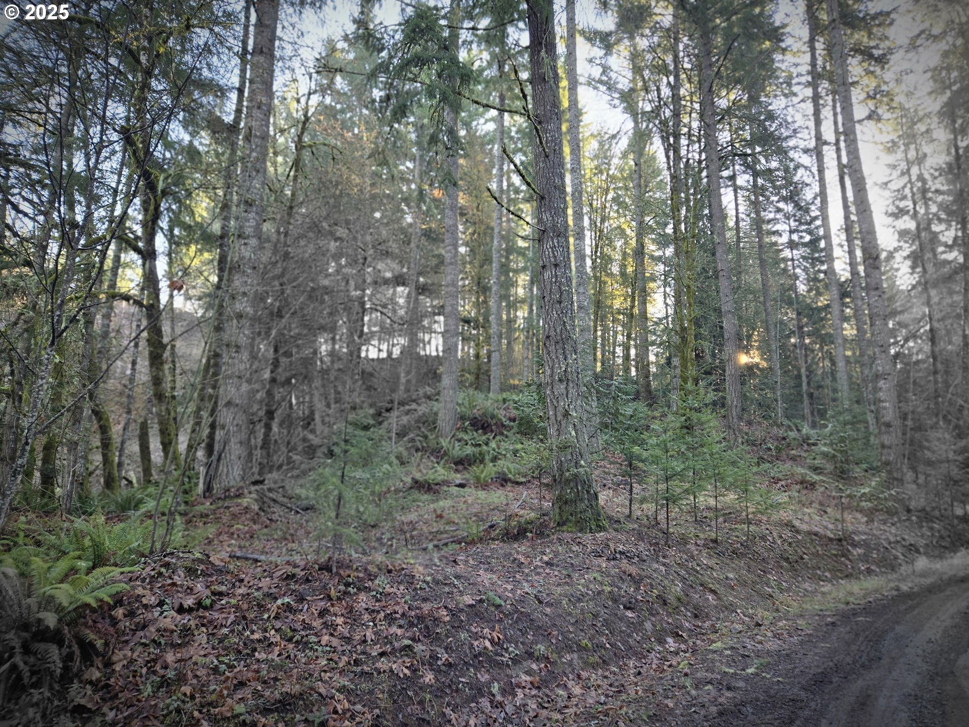 Northwest Ranch Drive Banks, OR 97106 - Photo 6 of 9 a view of a forest with trees in the background