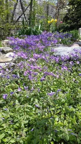 a view of a backyard with a large tree
