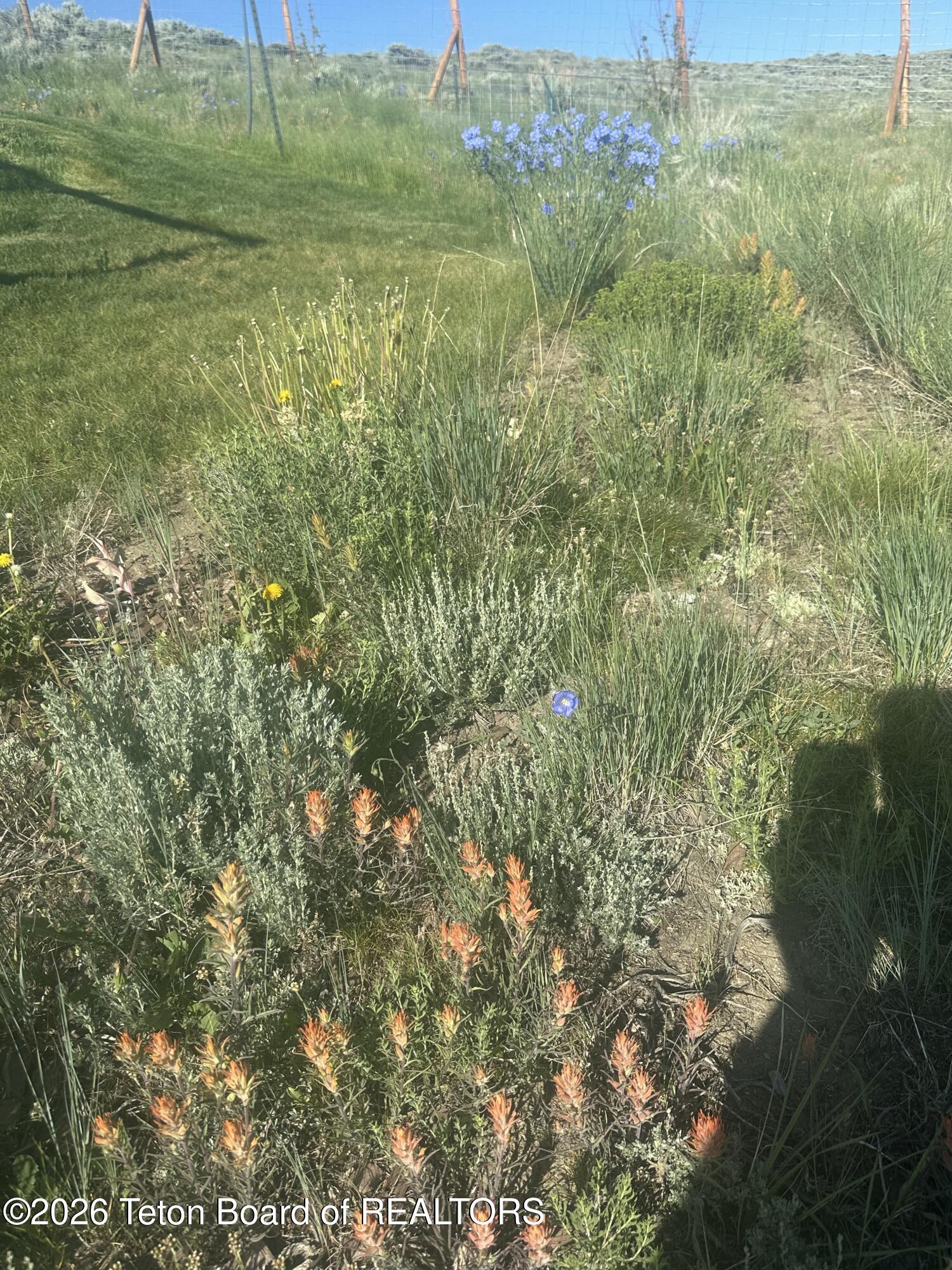 122 Merrimac Trail Pinedale, WY 82941 - Photo 20 of 45 Wild Flowers