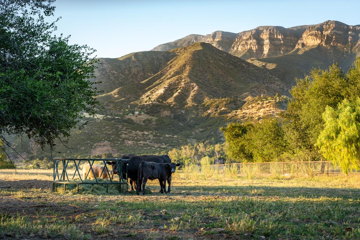 13100 Ojai Santa Paula Road Santa Paula, CA 93060 - Photo 3 of 50