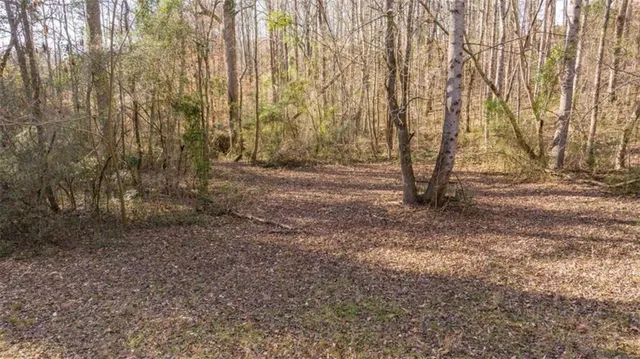 a view of a forest with lots of trees