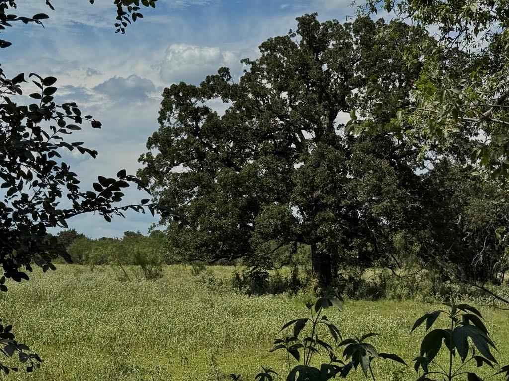105a Riesel Tx 76682 Riesel, TX 76682 - Photo 28 of 34 a view of a forest