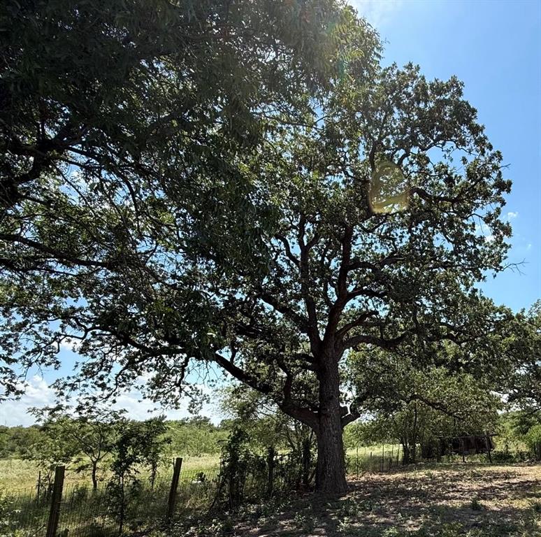 105a Riesel Tx 76682 Riesel, TX 76682 - Photo 29 of 34 a view of tree