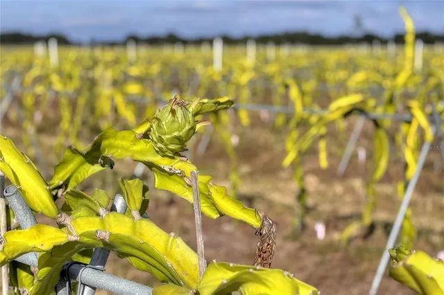 $5,450,000 | 6018 Saint Co Road 661A, Arcadia, FL 34266