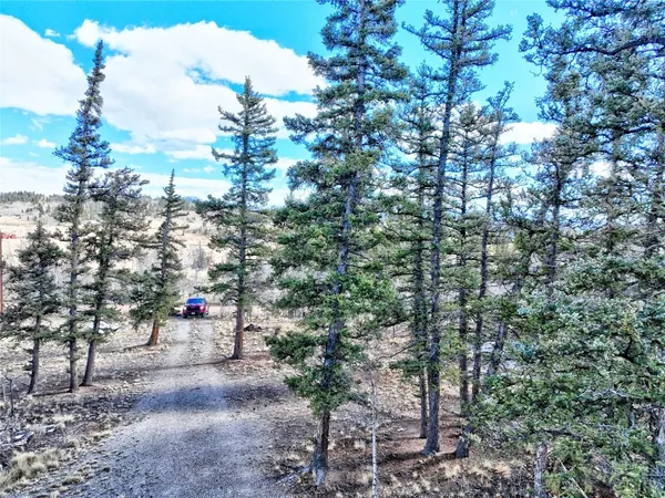 a view of a forest with trees