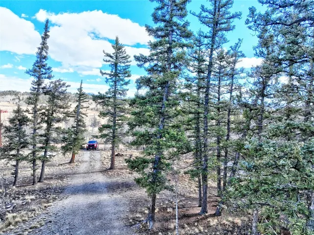 a view of a forest with trees