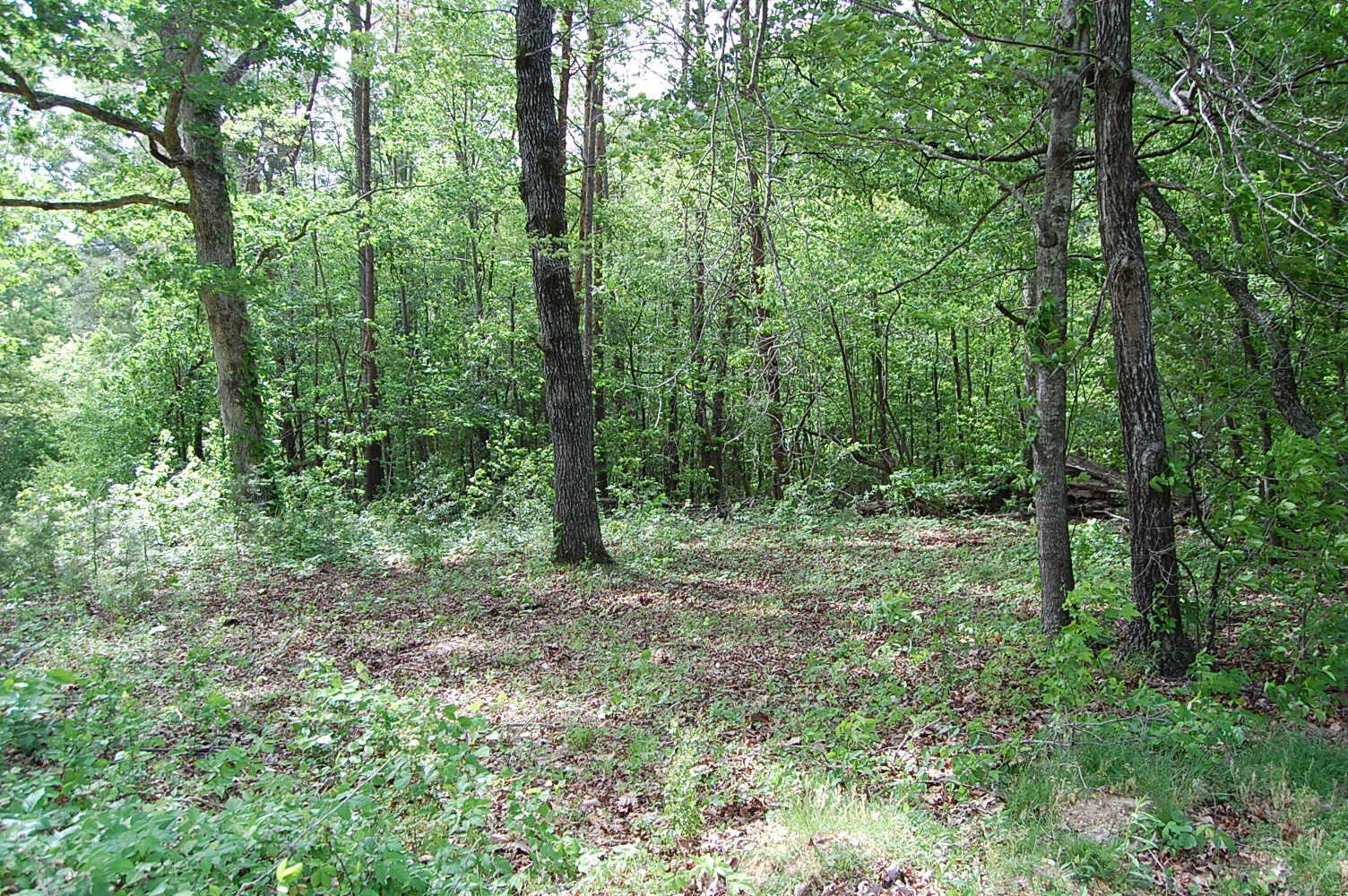 0 Carpenter Road Dunlap, TN 37327 - Photo 10 of 20 Gallery Image 10
