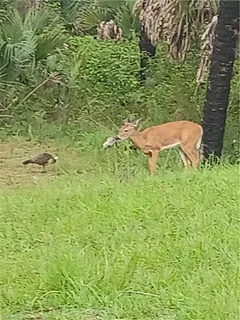 $699,000 | 630 Pioneer Trail, Naples, FL 34117