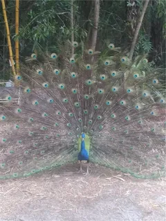 $699,000 | 630 Pioneer Trail, Naples, FL 34117