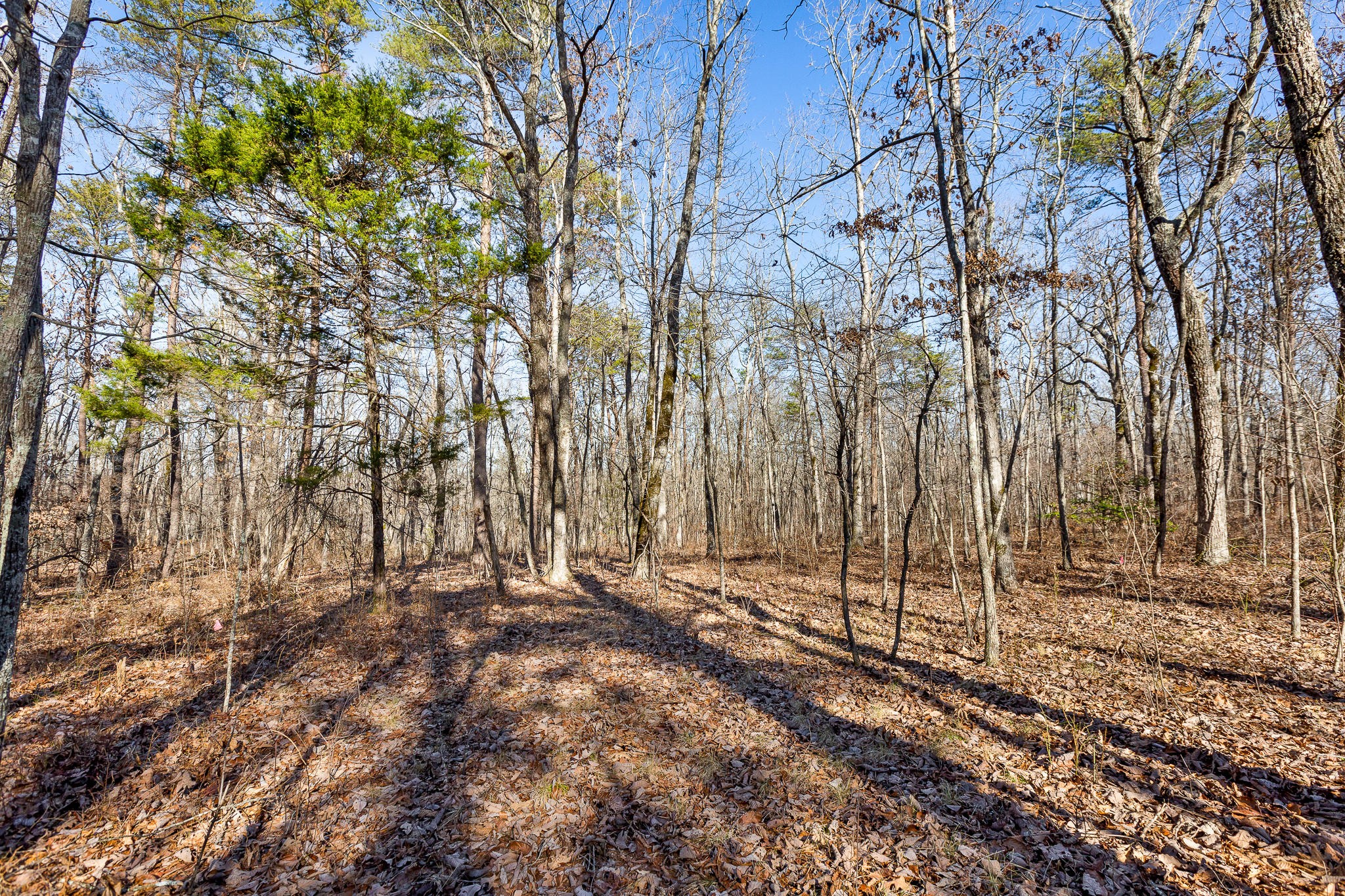 1824 Vandergriff Road Signal Mountain, TN 37377 - Photo 5 of 34 Gallery Image 5