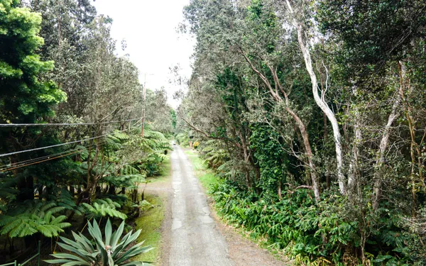 a view of a garden with plants