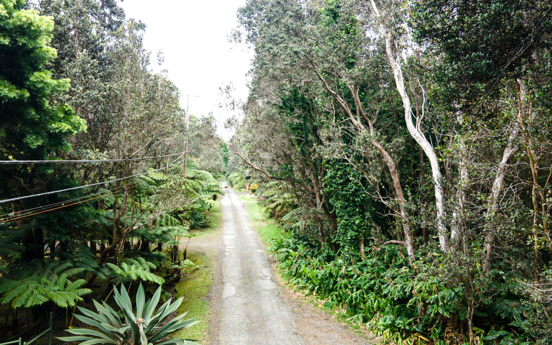 a view of a garden with plants
