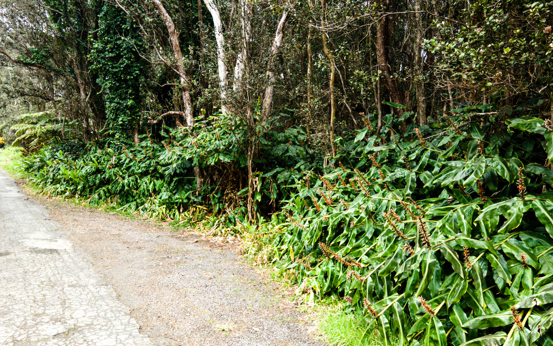 19-4164 Lot 7 Alanui Iiwi Road Volcano, HI 96785 - Photo 3 of 7 a view of a garden with plants