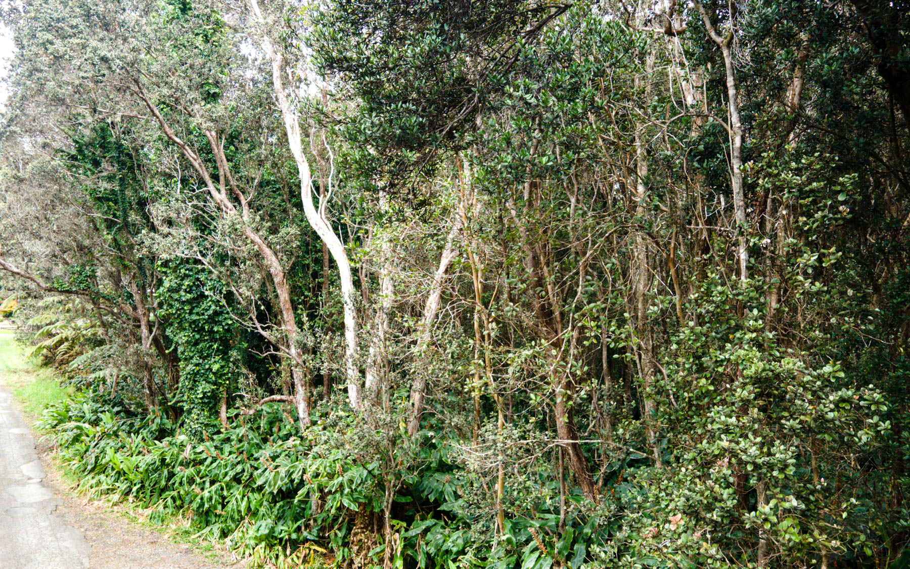 19-4164 Lot 7 Alanui Iiwi Road Volcano, HI 96785 - Photo 5 of 7 a view of a forest with a tree