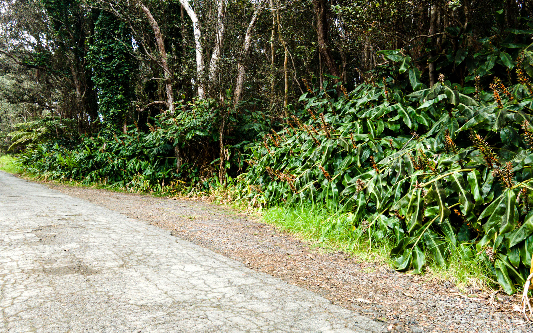 19-4164 Lot 7 Alanui Iiwi Road Volcano, HI 96785 - Photo 7 of 7 a view of a garden with plants
