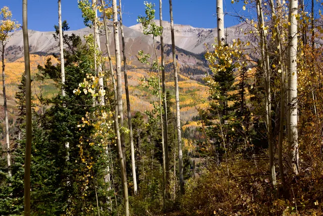 a view of yard with large tree