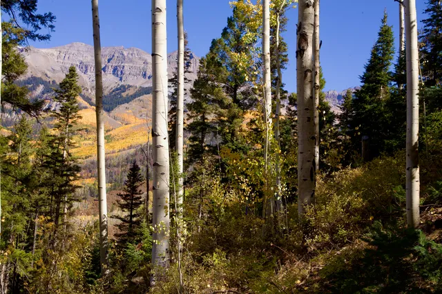 a view of a garden with plants