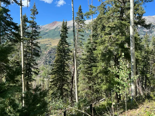 a close up of a plant in a garden