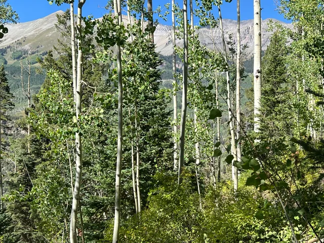 a view of a snow on the top of a tree