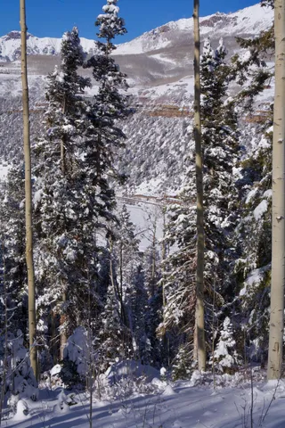 a view of a tree in a backyard