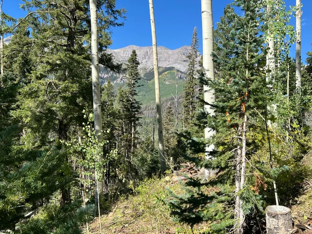 a view of a plant in a garden