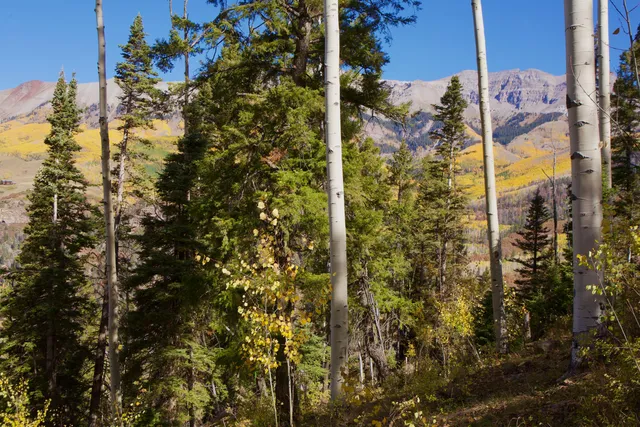 a view of a house with a tree