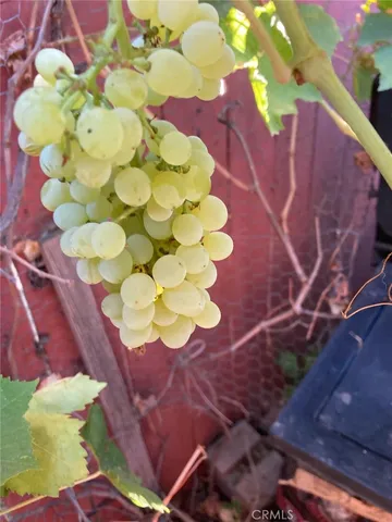 a picture of flowers