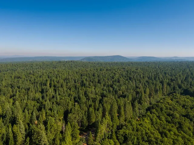 wooden view of a city with lush green forest