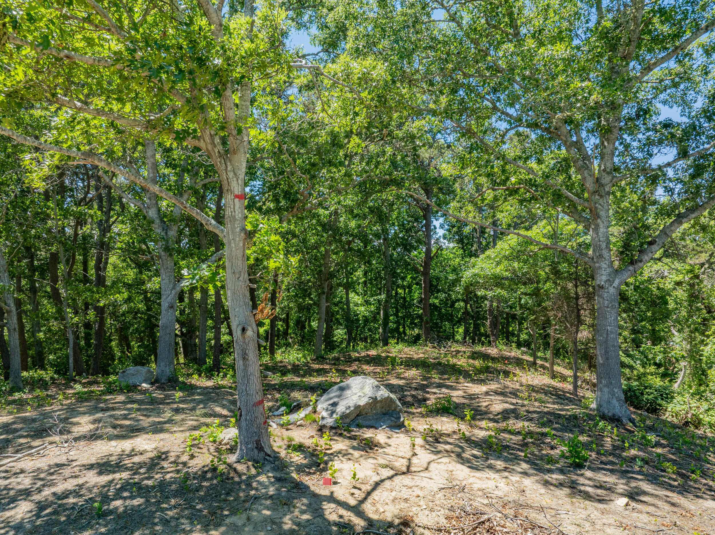0 Ridgewood Drive Brewster, MA 02631 - Photo 31 of 42 a view of a forest with trees