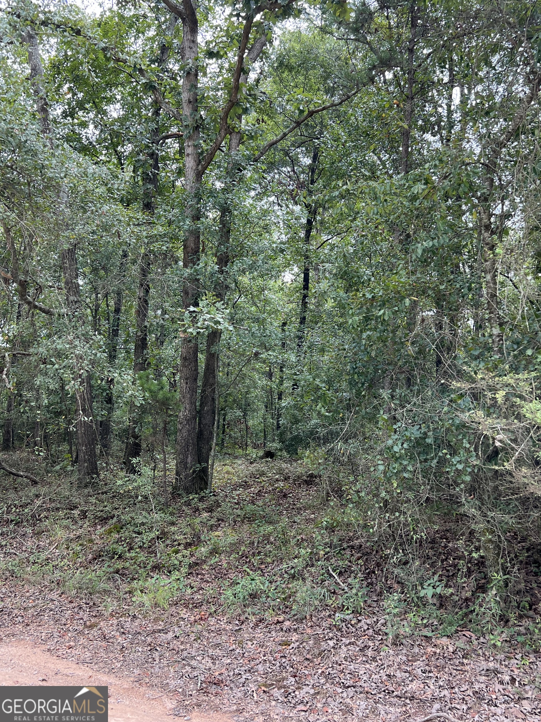 Tract #3 Tract Road Hull, GA 30646 - Photo 1 of 1 a view of a forest with trees in the background