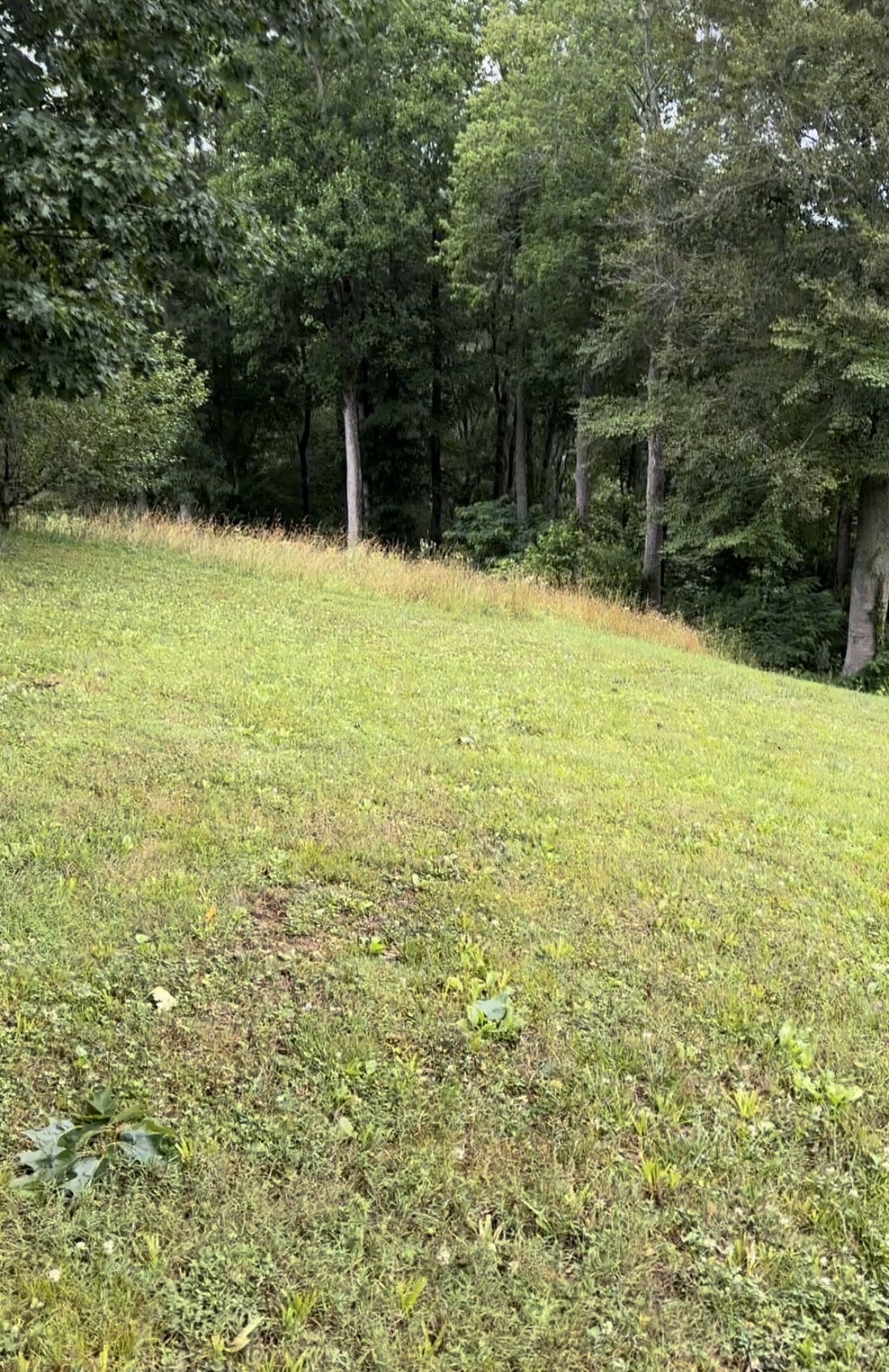 1250 Lafever Ridge Road Silver Point, TN 38582 - Photo 4 of 4 a view of a outdoor space