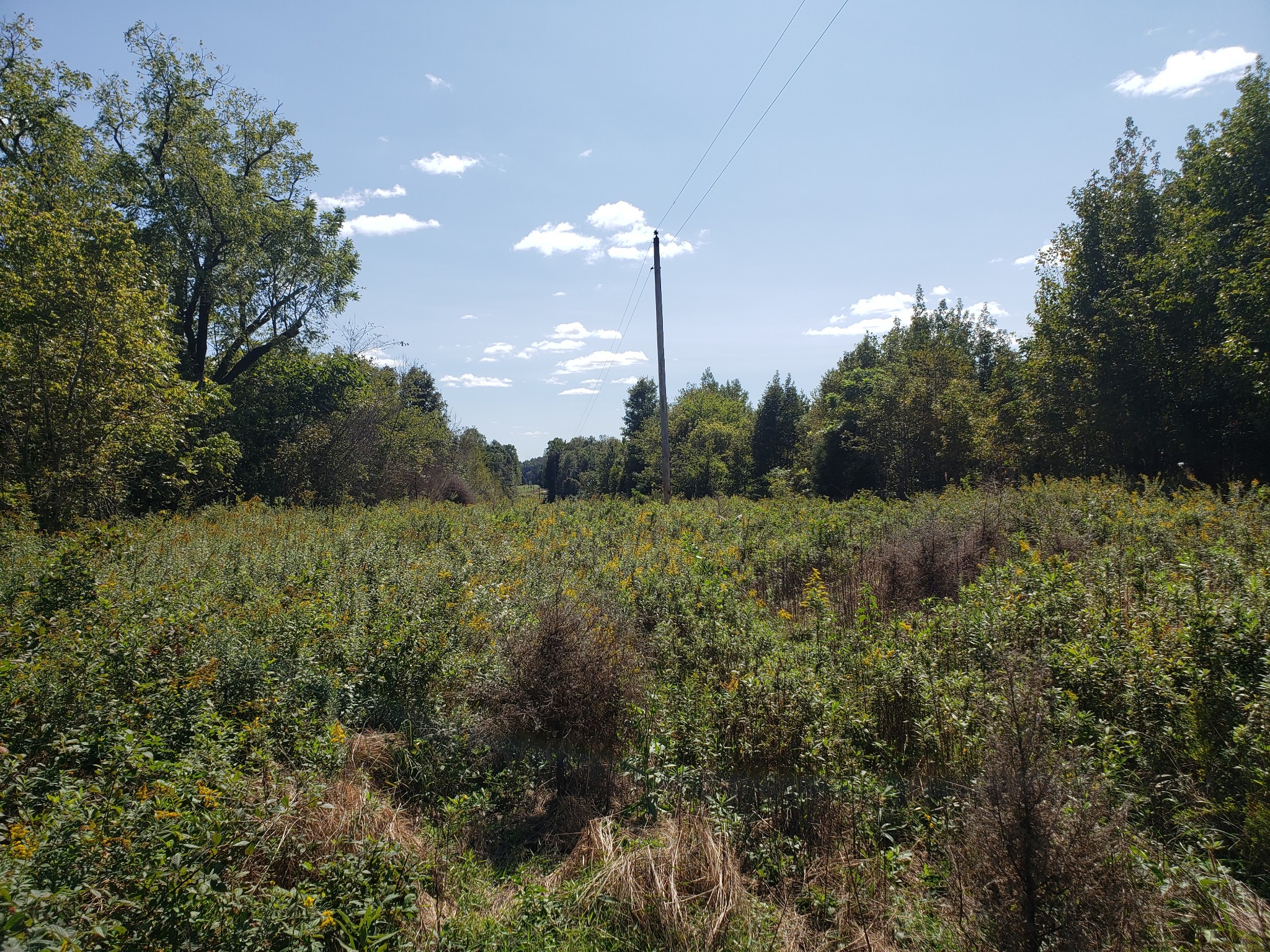 0 Factors Fork Road Westpoint, TN 38486 - Photo 3 of 6 a view of a green field with lots of bushes