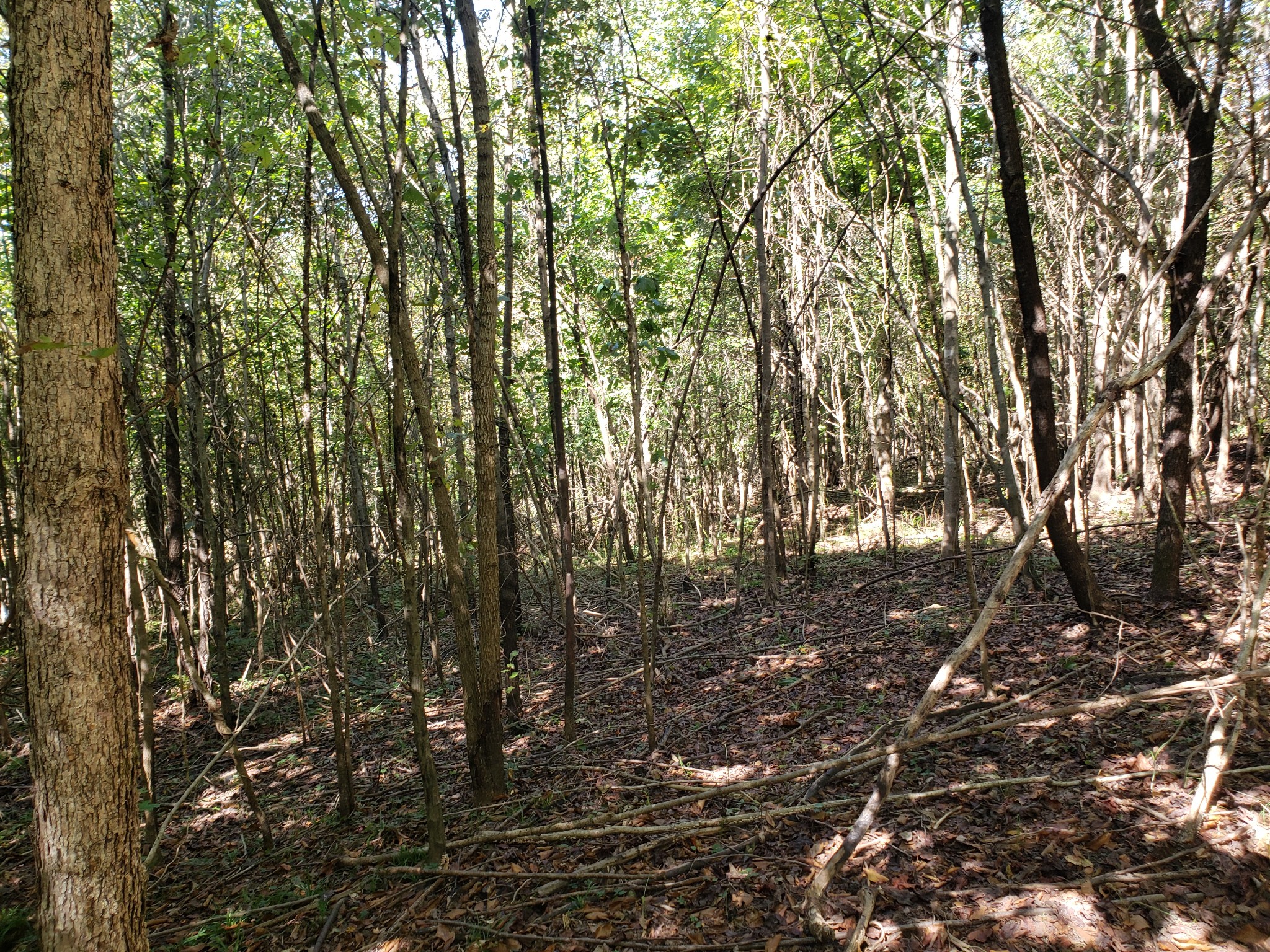 0 Factors Fork Road Westpoint, TN 38486 - Photo 4 of 6 a view of forest