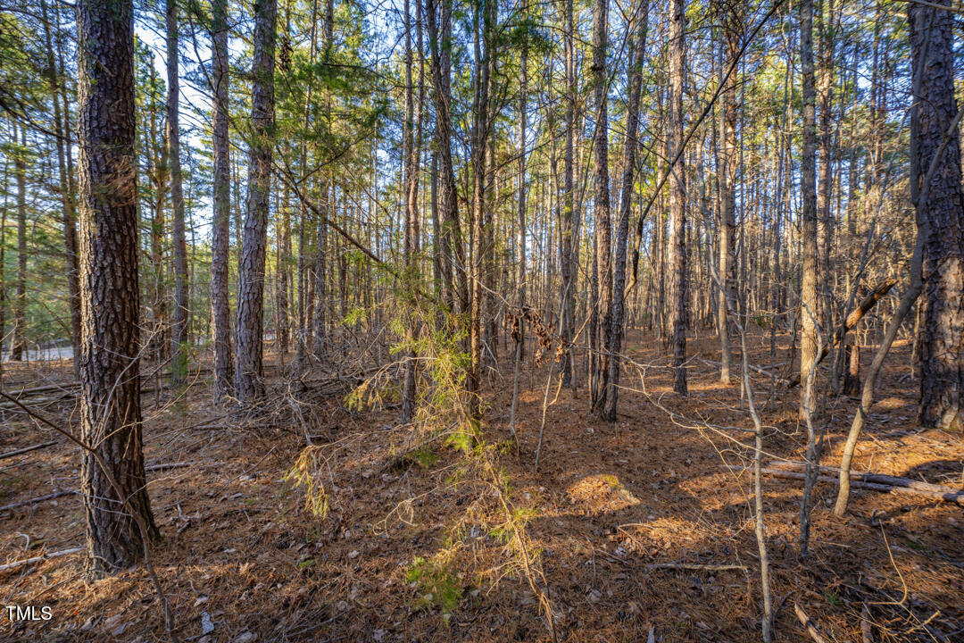 8590 Redding Road Oxford, NC 27565 - Photo 4 of 15 a view of forest