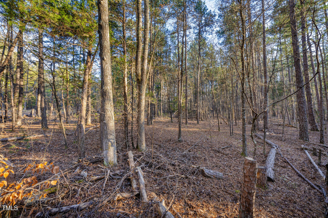 8590 Redding Road Oxford, NC 27565 - Photo 9 of 15 a view of a forest