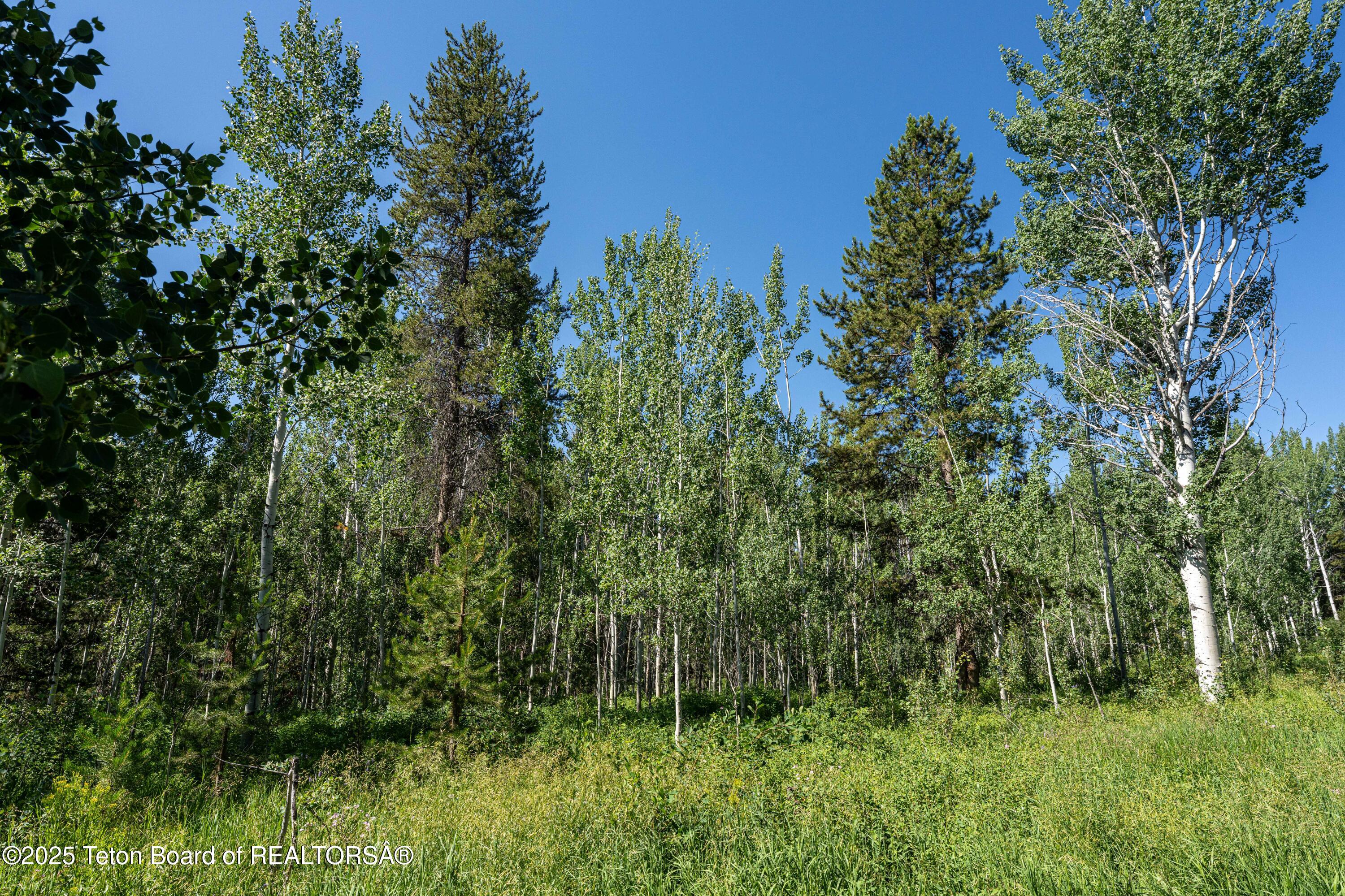 5300 Woodchuck Road Wilson, WY 83014 - Photo 6 of 10 6-Lot9Woodchuck_JGPhoto-1