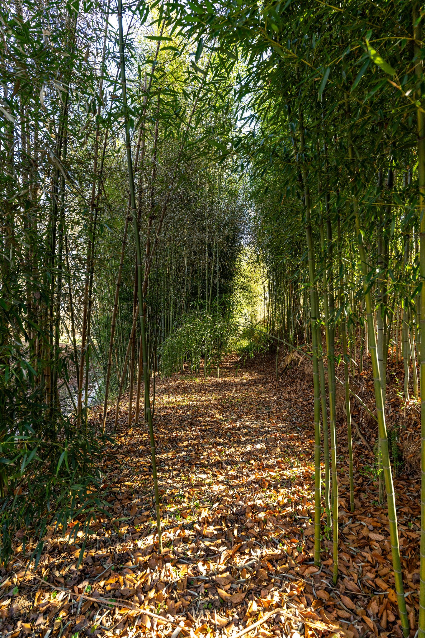 5725 Wayland Springs Road Iron City, TN 38463 - Photo 46 of 84